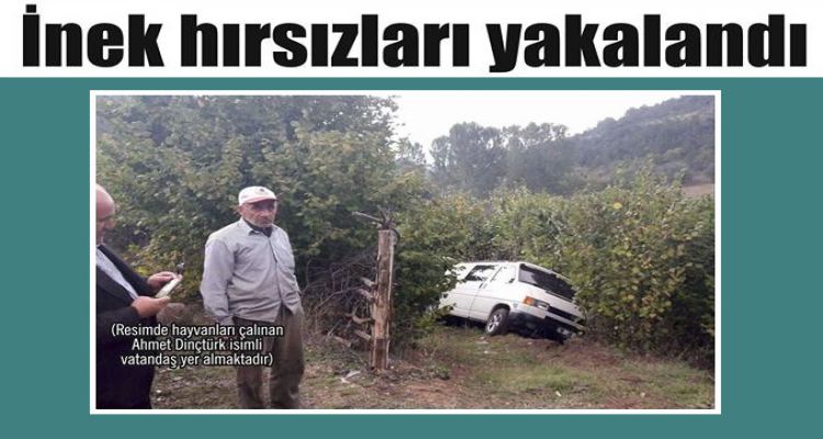 İnek hırsızları yakalandı