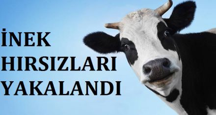 İNEK HIRSIZLARI YAKALANDI