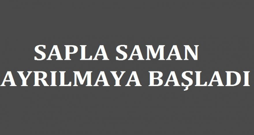 SAPLA SAMAN AYRILMAYA BAŞLADI