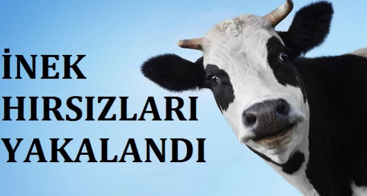 İNEK HIRSIZLARI YAKALANDI
