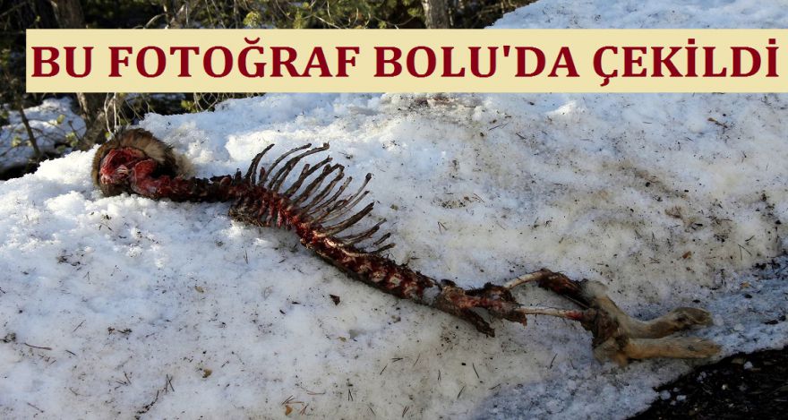 BUFOTOĞRAF BOLU DA ÇEKİLDİ