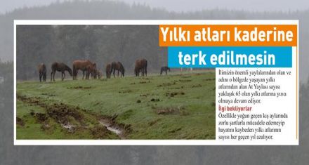 Yılkı atları kaderine terk edilmesin