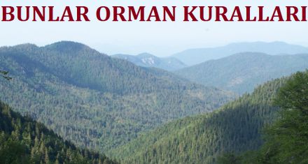 BUNLAR ORMAN KURALLARI 