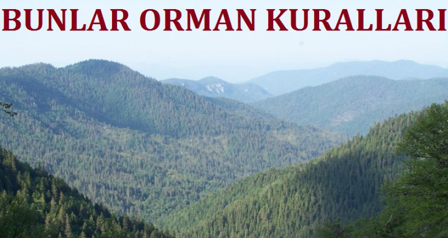 BUNLAR ORMAN KURALLARI