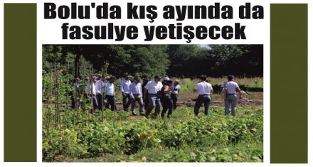 Bolu'da kış ayında da fasulye yetişecek 