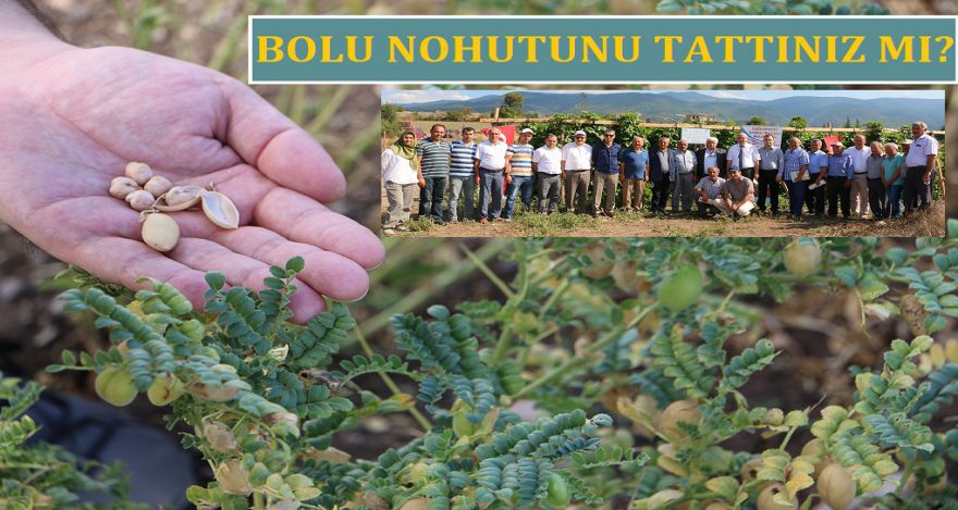 BOLU NOHUTUNU TATTINIZ MI!