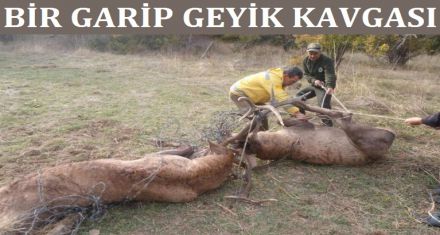 BİR GARİP GEYİK KAVGASI