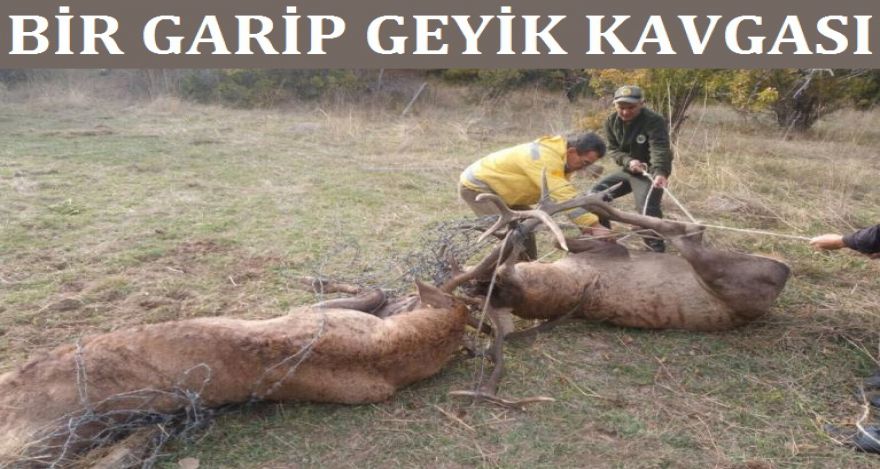 BİR GARİP GEYİK KAVGASI