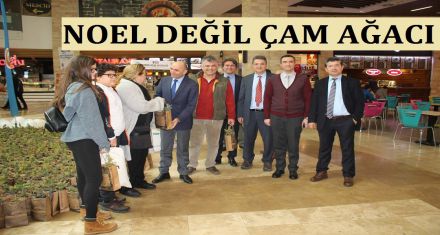 NOEL AĞACI DEĞİL ÇAM AĞACI 