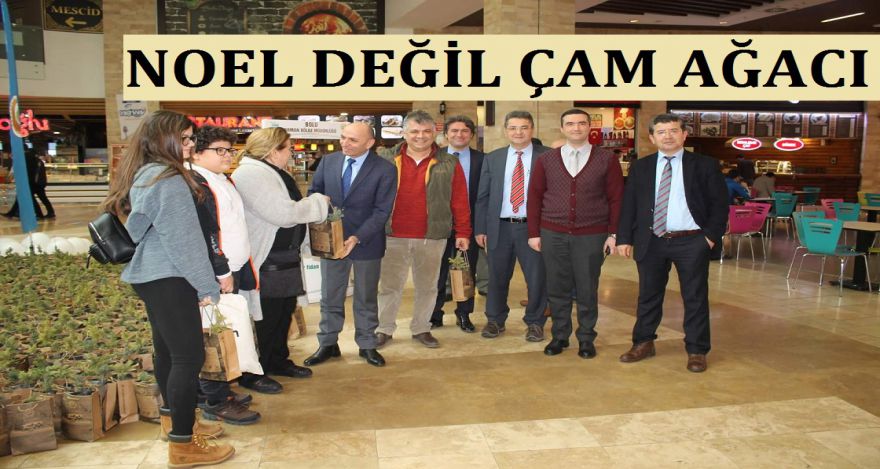 NOEL AĞACI DEĞİL ÇAM AĞACI