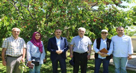 DALLARI BASTI KİRAZ