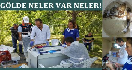 GÖLDE NELER VAR NELER