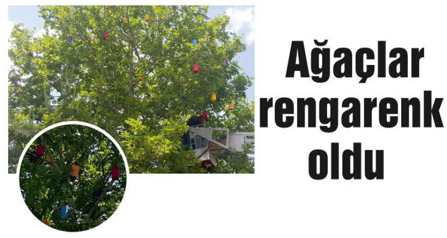 Ağaçlar rengarenk oldu
