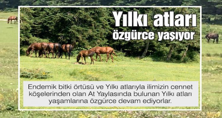 Yılkı atları özgürce yaşıyor
