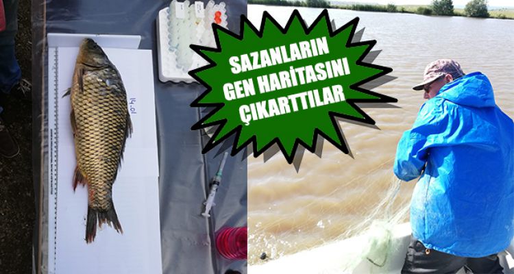 SAZANLARIN GEN HARİTASINI ÇIKARTTILAR