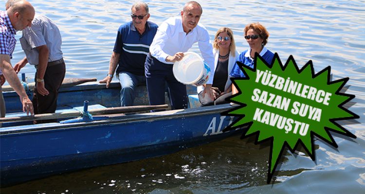 YÜZBİNLERCE SAZAN SUYA KAVUŞTU