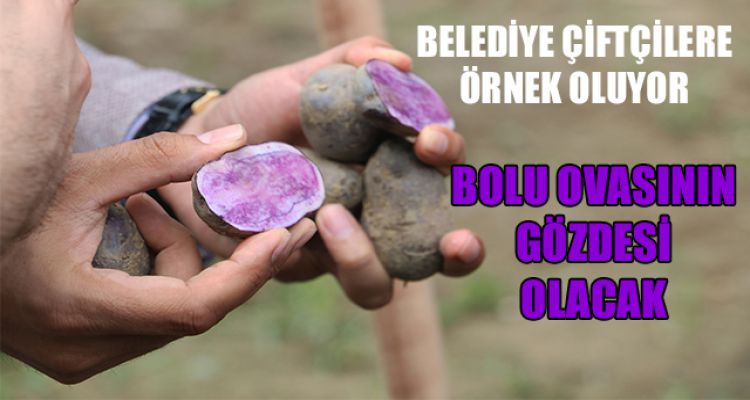 BOLU OVASININ GÖZDESİ OLACAK