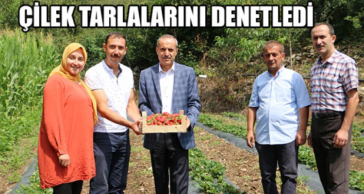 ÇİLEK TARLALARINI DENETLEDİ