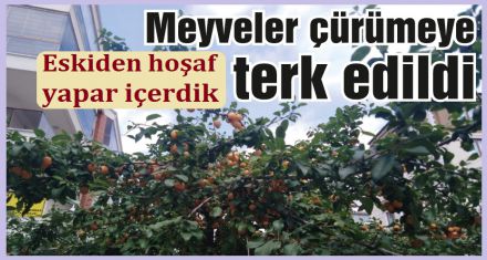 Meyveler çürümeye terk edildi