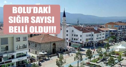 BOLU'DAKİ SIĞIR SAYISI BELLİ OLDU!!!
