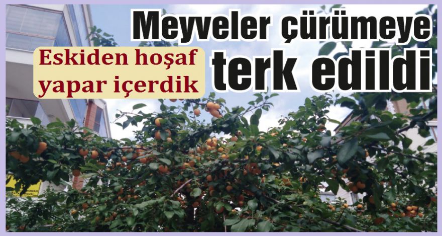 Meyveler çürümeye terk edildi