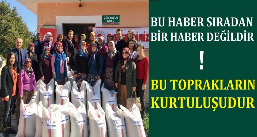 BOLU BÖYLE YEŞERECEK