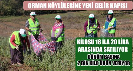 ORMAN KÖYLÜLERİNE YENİ GELİR KAPISI