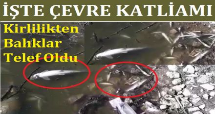 DEREDEKİ KİRLİLİK YAŞAMI YOK ETTİ