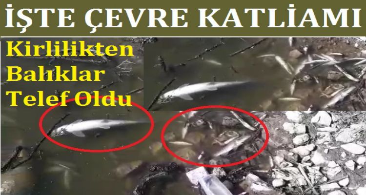 DEREDEKİ KİRLİLİK YAŞAMI YOK ETTİ