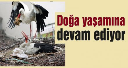 Yaşam devam ediyor 
