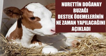 BUZAĞI DESTEK ÖDEMELERİ AKŞAM 6'DA BAŞLIYOR