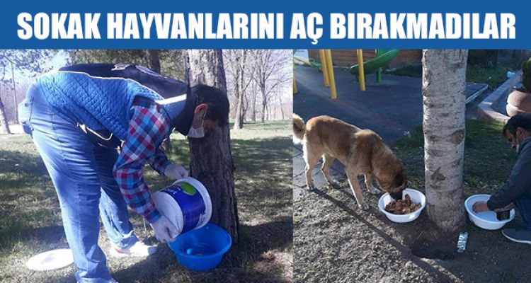 SOKAK HAYVANLARINI AÇ BIRAKMADILAR