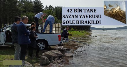 42 BİN SAZAN BIRAKTILAR