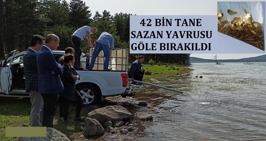 42 BİN SAZAN BIRAKTILAR