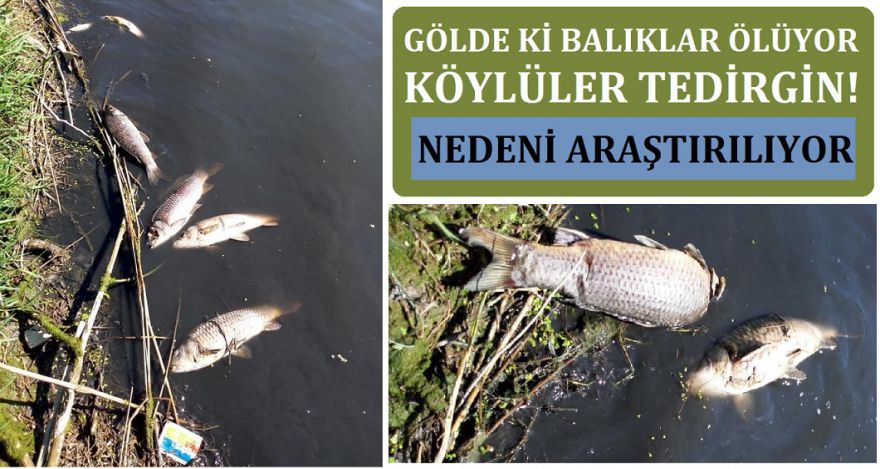 BALIK ÖLÜMLERİ TEDİRGİN ETTİ