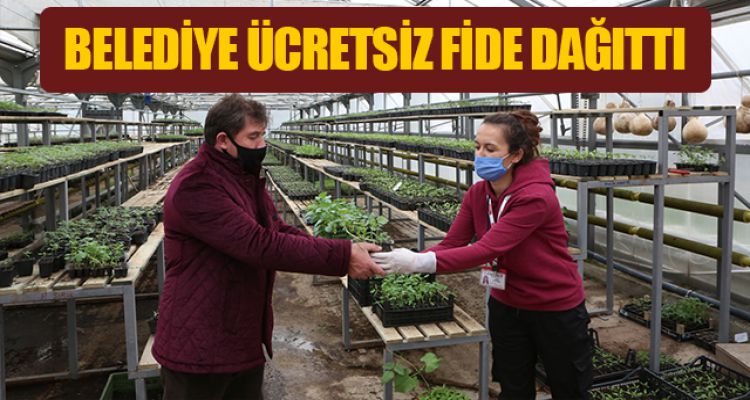 BELEDİYE ÜCRETSİZ FİDE DAĞITTI