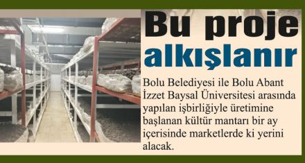 Bolu mantarları raflarda yerini alıyor