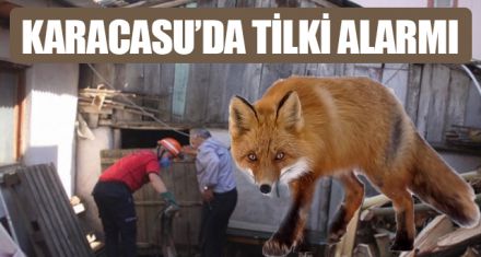 KARACASU'DA TİLKİ ALARMI