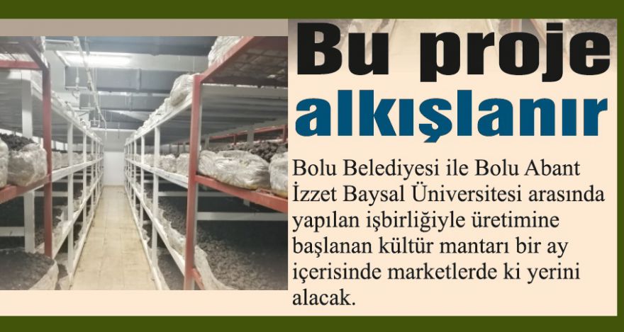 Bolu mantarları raflarda yerini alıyor