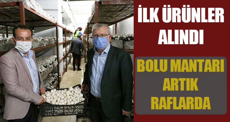 BOLU MANTARI ARTIK RAFLARDA
