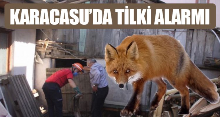 KARACASU'DA TİLKİ ALARMI