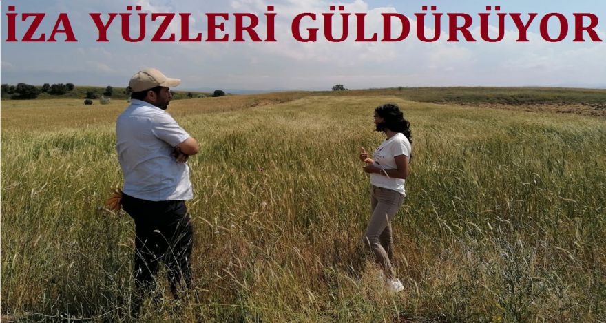 İZA BUĞDAYI YÜZLERİ GÜLDÜRÜYOR
