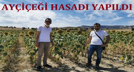 AYÇİÇEK HASADI YAPILDI 