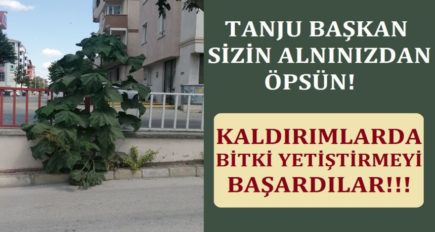 KALDIRIMDA BİTKİ YETİŞTİRMEYİ BAŞARDILAR!
