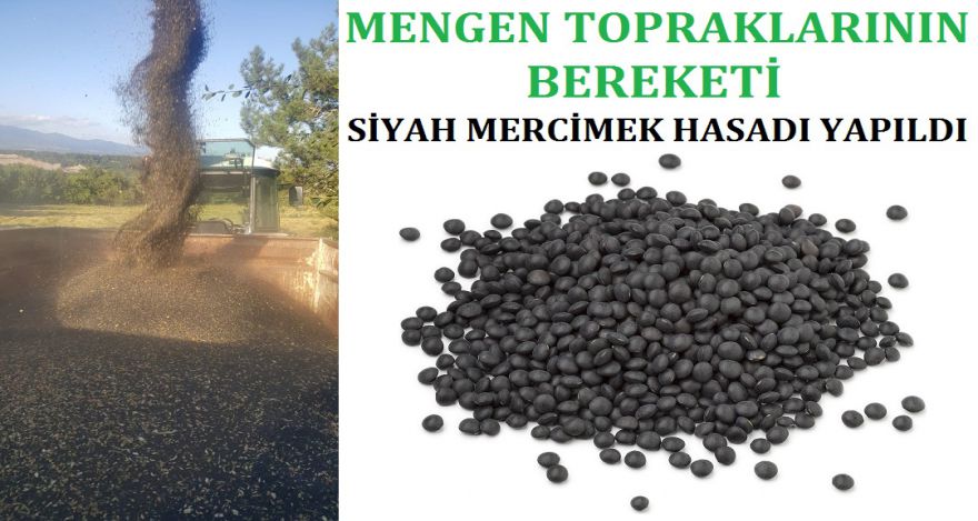 SİYAH MERCİMEK HASADI YAPILDI
