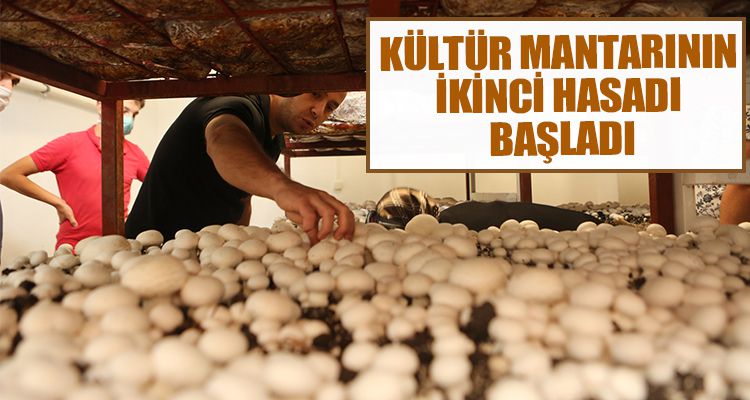 KÜLTÜR MANTARININ  İKİNCİ HASADI  BAŞLADI