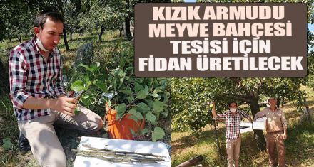 KIZIK ARMUDU  MEYVE BAHÇESİ TESİSİ İÇİN FİDAN ÜRETİLECEK