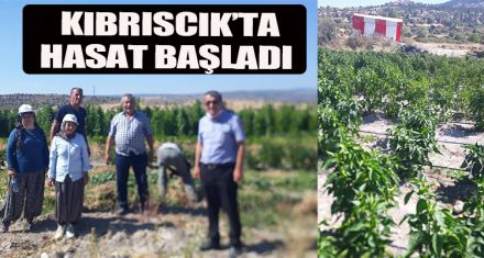 KIBRISCIK'TA HASAT BAŞLADI
