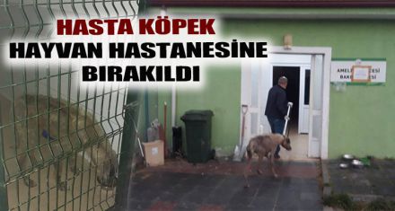 HASTA KÖPEK HAYVAN HASTANESİNE BIRAKILDI