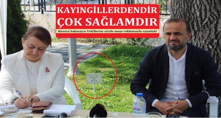 400 YILLIK MEŞE AĞACI